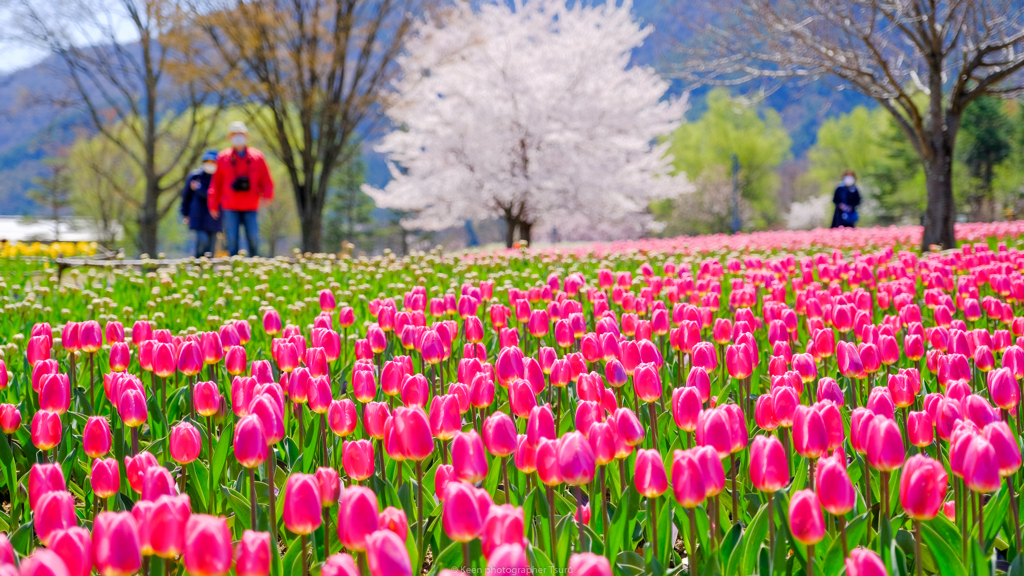 チューリップと桜