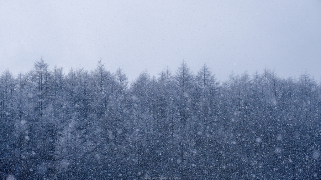 降りしきる雪