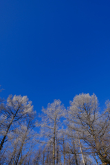 霧氷と青空