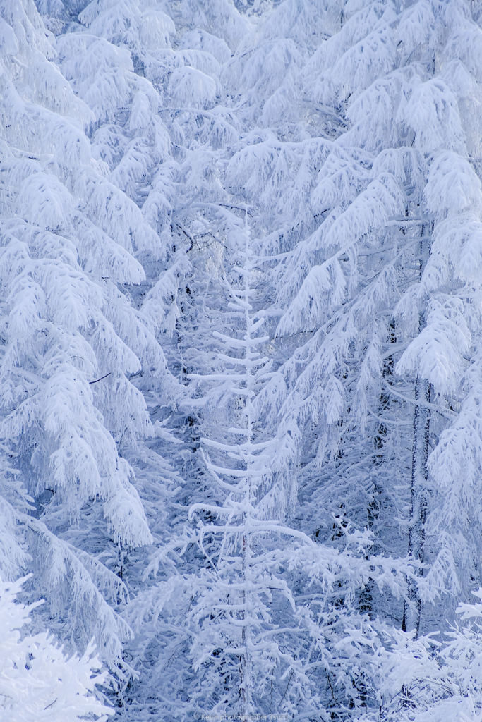 雪の木