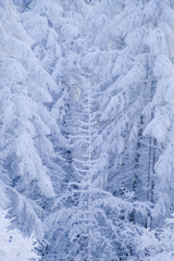 雪の木