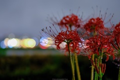 彼岸花