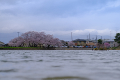 池の桜