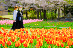 通りすがりの春