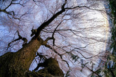 枝垂桜