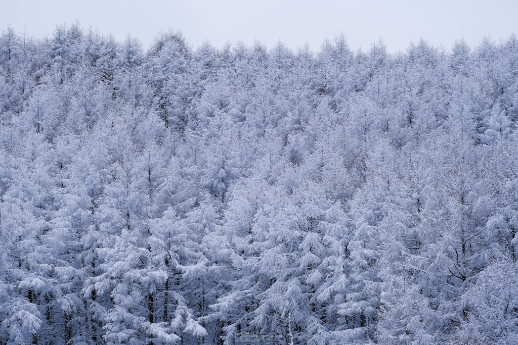 凍える木々