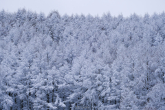 凍える木々