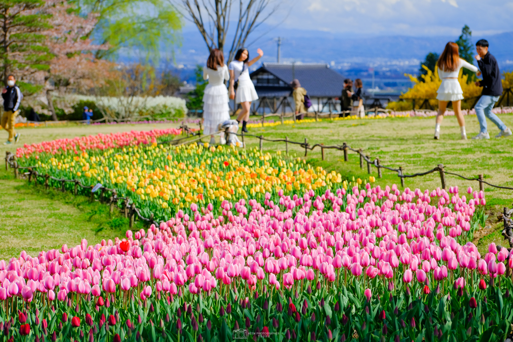 春の公園