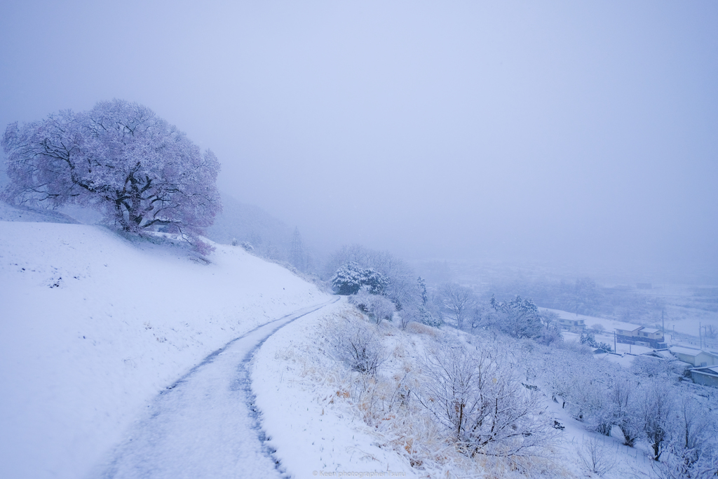 雪の日・一本桜