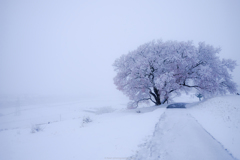 大雪の朝