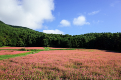 赤そば咲く