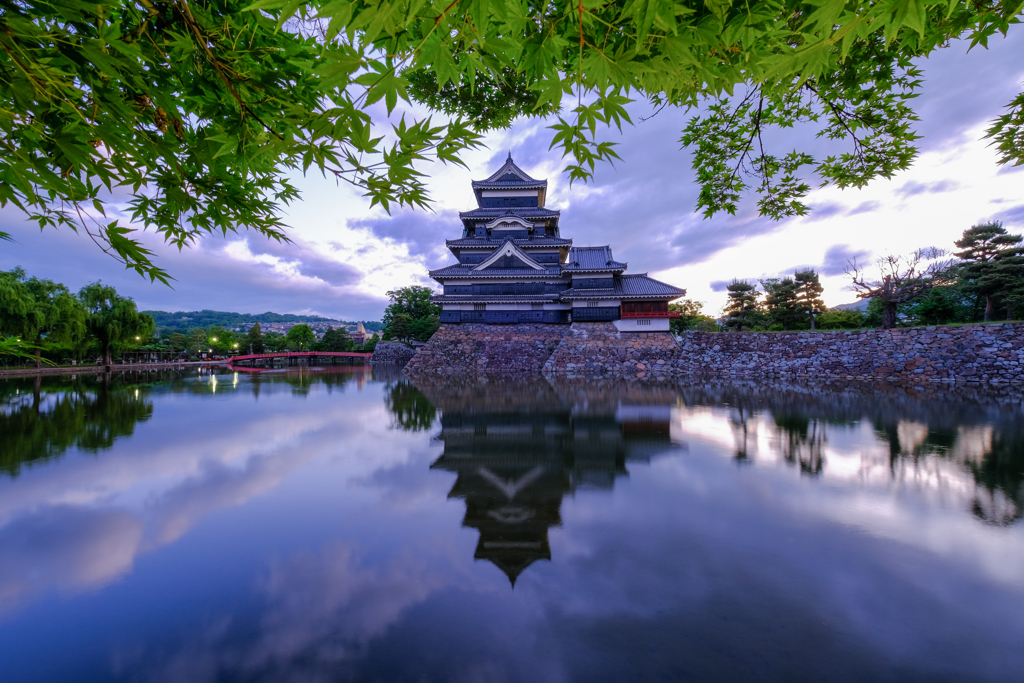 朝の緑