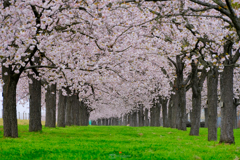 桜トンネル