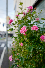 道端の薔薇