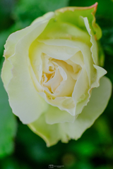 咲きはじめの薔薇