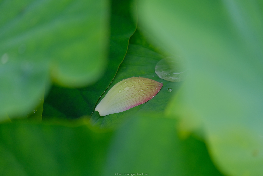 花弁