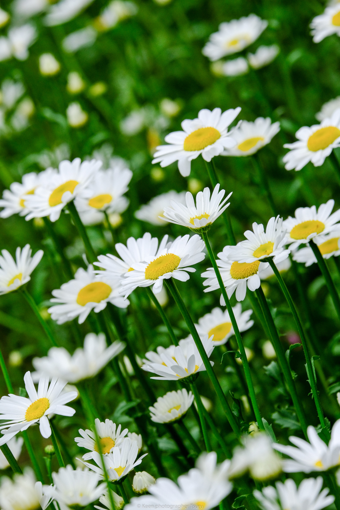 道端の花