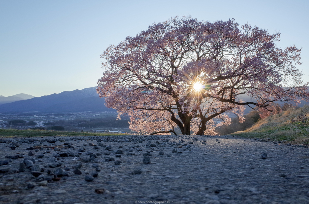 逆光桜