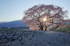逆光桜