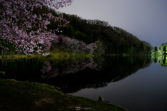 県内の桜は終盤