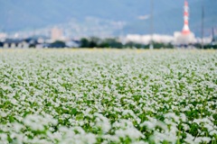 蕎麦の花咲くころ