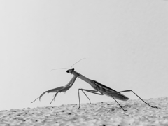 カマキリの肖像