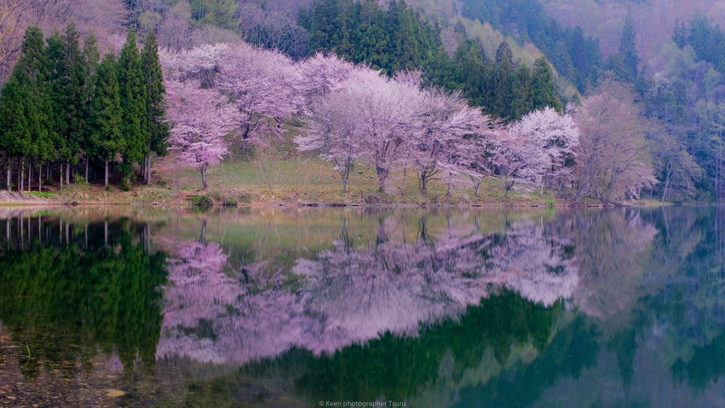 オオヤマザクラ