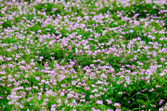 蓮華