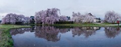 安養寺の枝垂れ桜 (2)