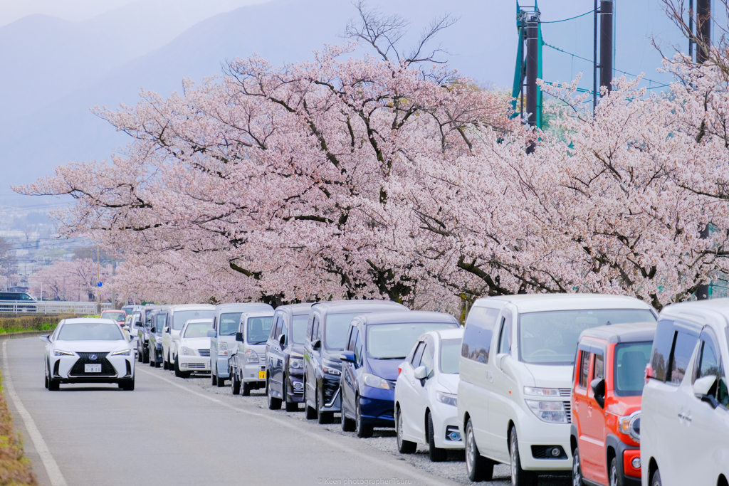 桜並木と車列