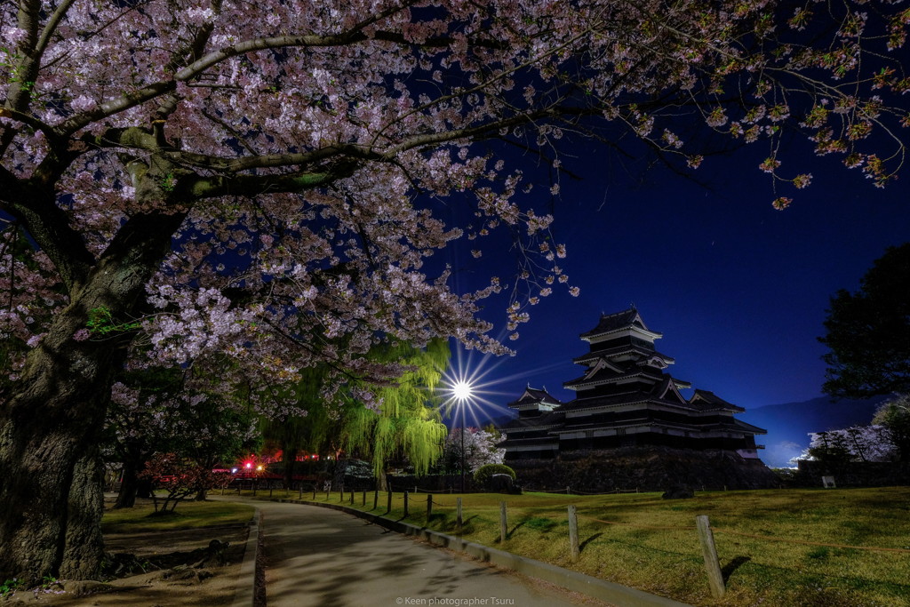 桜と城