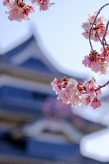 桜と天守