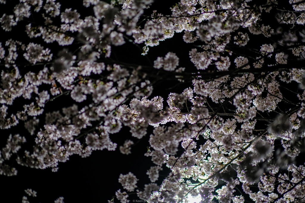 夜の桜