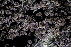 夜の桜