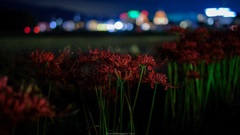 夜彼岸花