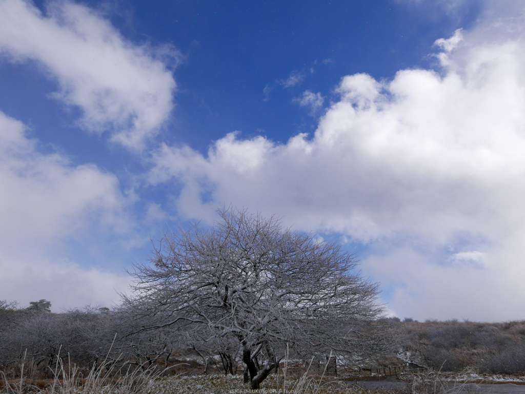 雪纏う木と青空
