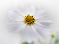 秋桜