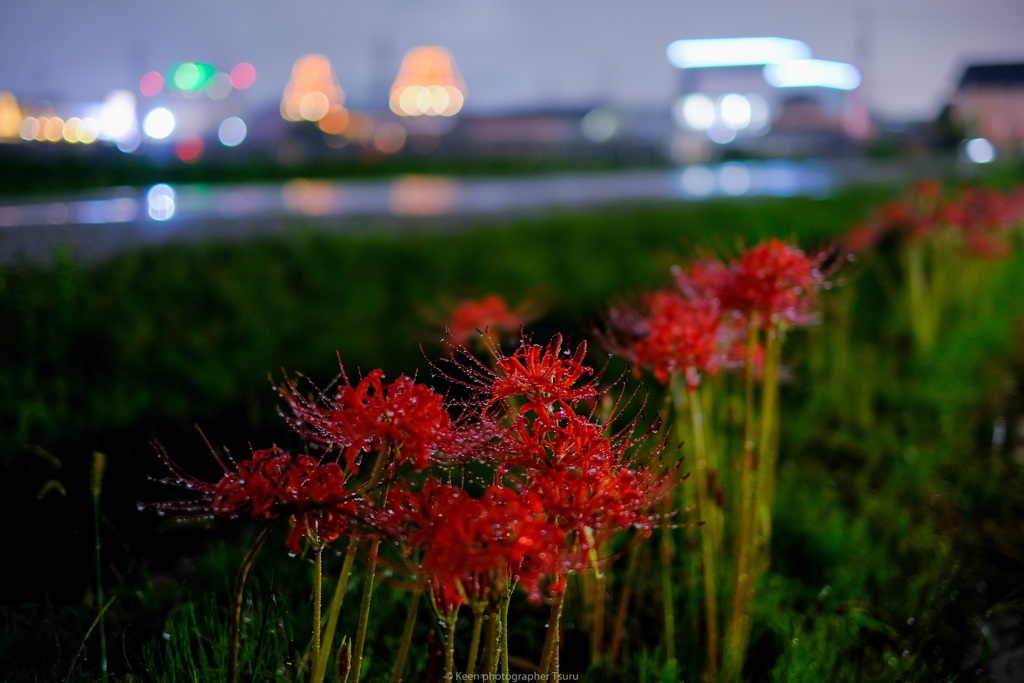 夜の彼岸花