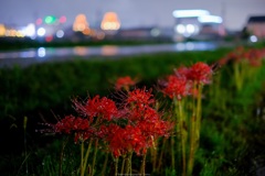 夜の彼岸花