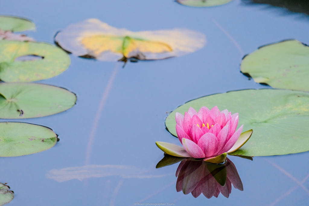 Waterlily
