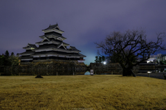 咲きはじめた梅