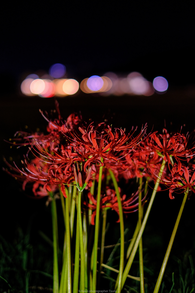 彼岸花・夜