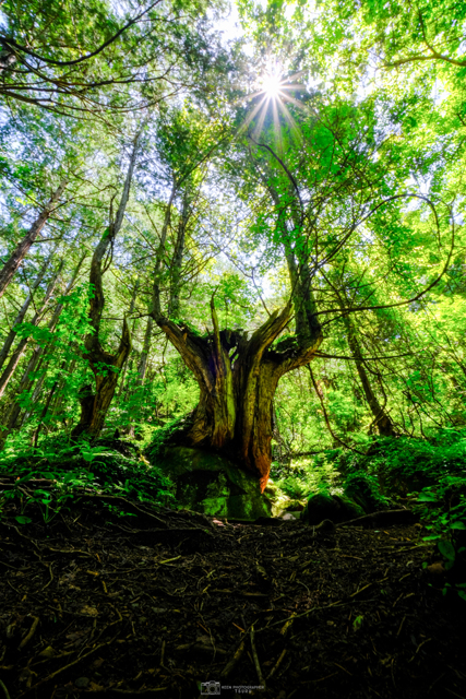 花・草木写真集
