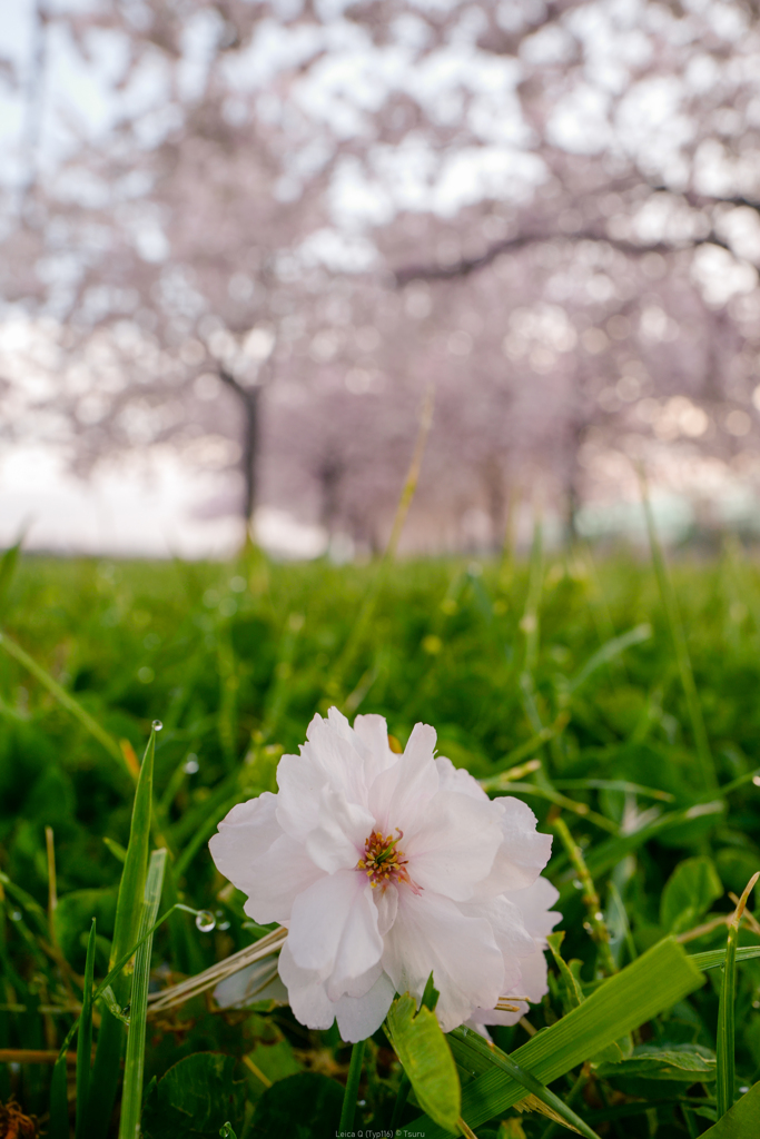 落ち花