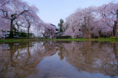 枝垂桜と月