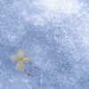 氷紫陽花