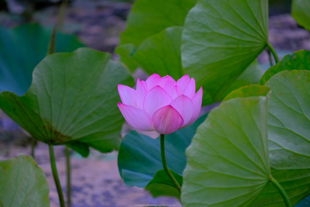 蓮の花