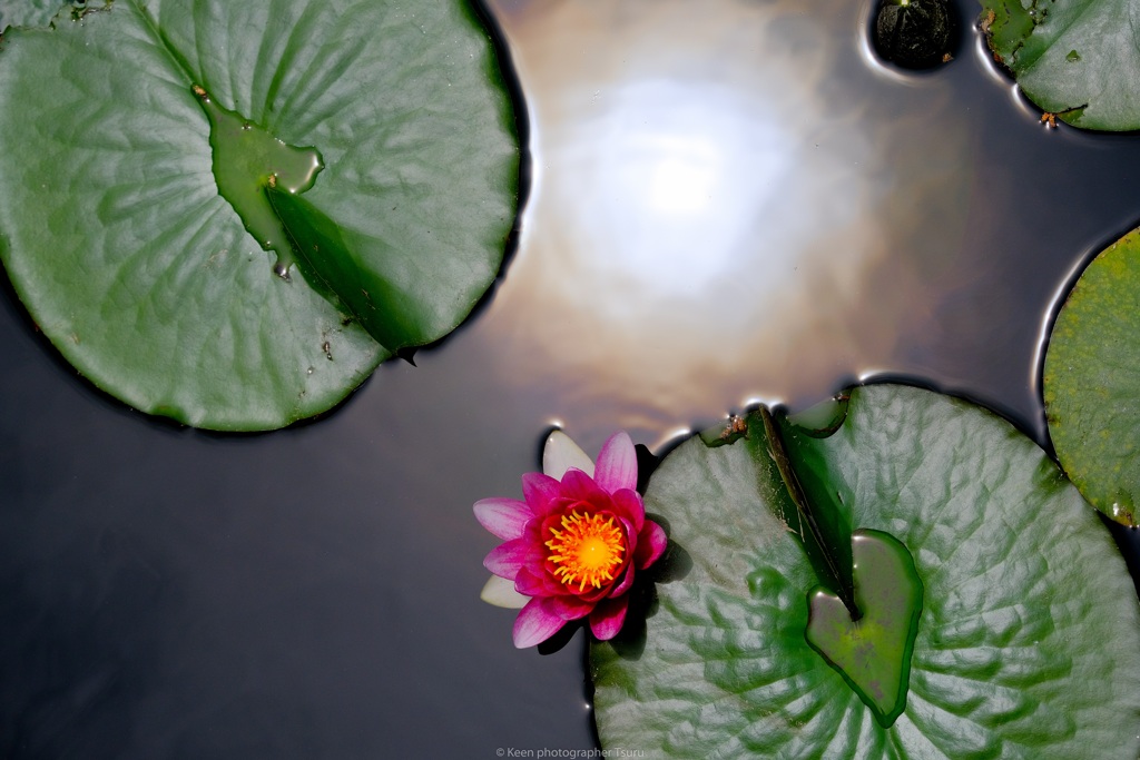 花と太陽