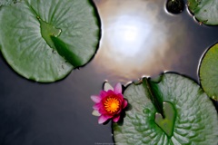 花と太陽
