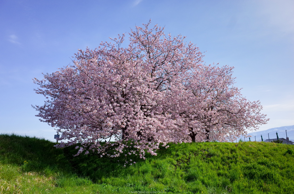桜堤の桜
